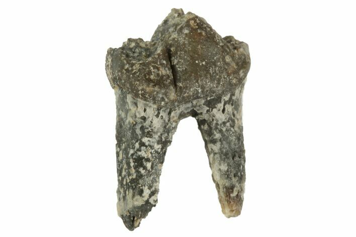 Fossil Early Ungulate (Dremotherium) Tooth - France #218524